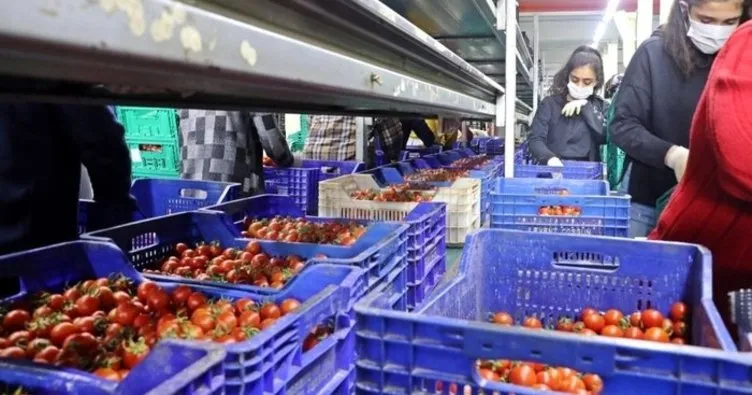Meyve ve sebzede fiyatlar yüzde 50 düştü! Üreticilerden iç pazar adımı