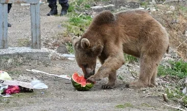 Kars’ta acıkan boz ayı mahalleye indi