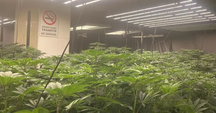 İstanbul Ümraniye’de uyuşturucu operasyonu: Adeta kenevir ormanı kurmuşlar