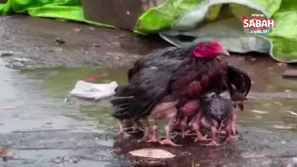 Yavrularını yağmurdan koruyan tavuk fenomen oldu