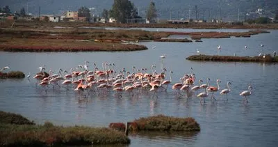 Tuzla Sulak Alanı’na flamingo akını
