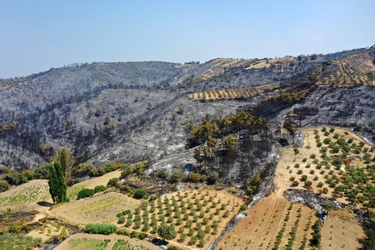 Ege yeşilden griye döndü! Son 10 yılda Yalova büyüklüğünde alan yandı