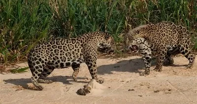 Jaguarların savaşı böyle görüntülendi!