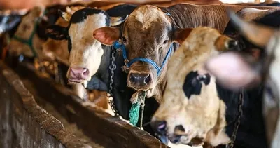 KURBANLIK FİYAT LİSTESİ  | 2024 yılı büyükbaş ve küçükbaş kurbanlık fiyatları ne kadar? Dana, İnek, koyun...