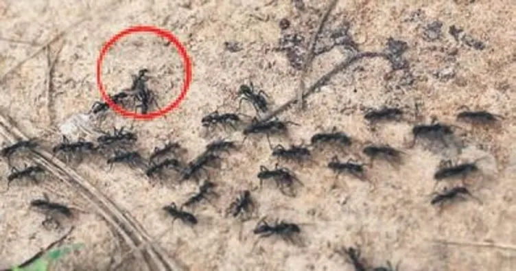 Karıncaların kendi acil servisleri var