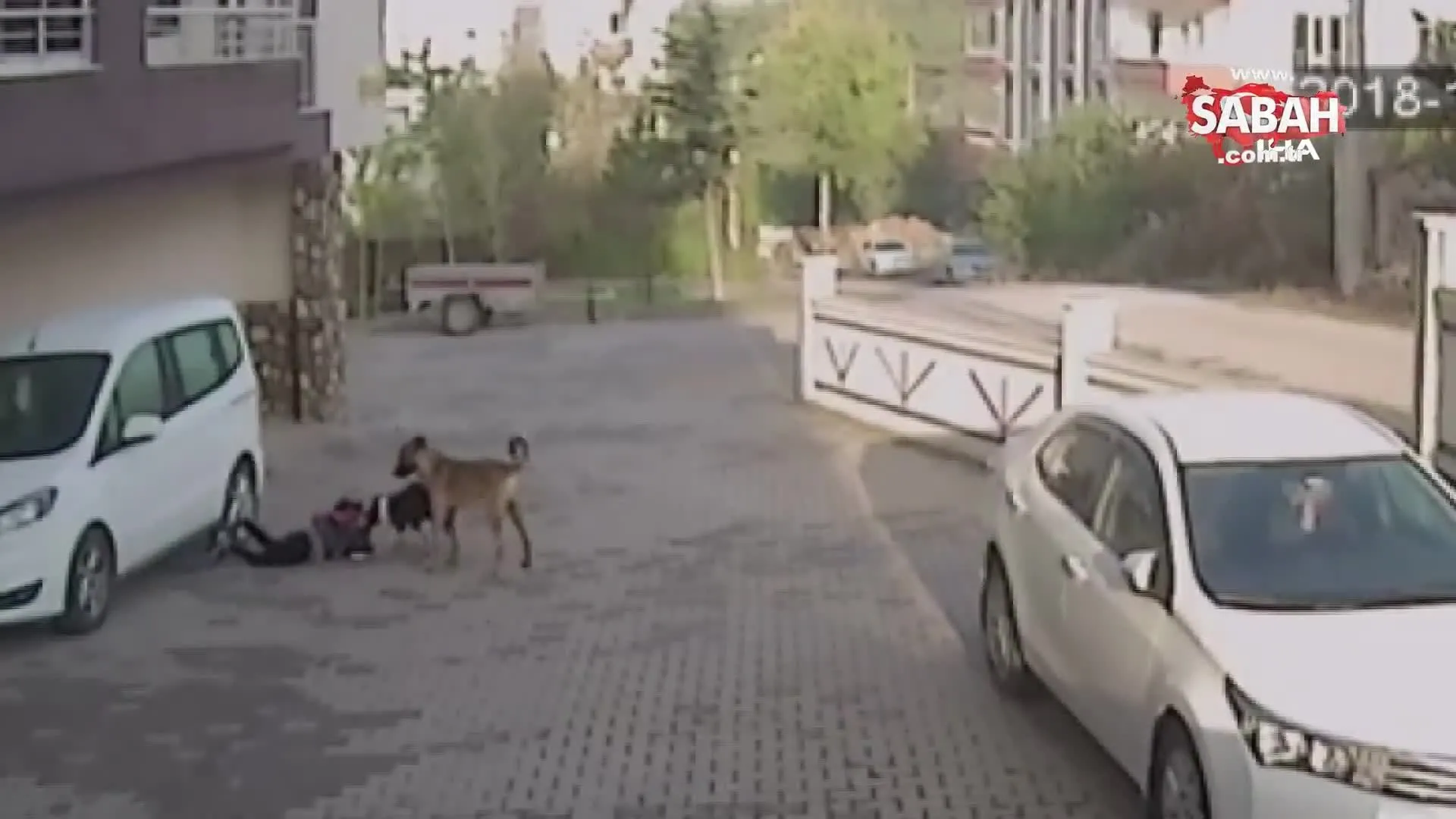 7 yasindaki kiz ve annesi pitbull dehsetini yasadilar