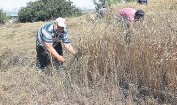 Buğday fiyatı 1 lira 66 kuruş oldu