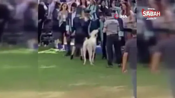 Başıboş köpeğin Ege Üniversitesi mezuniyet töreninde insanlara saldırdığı anlar kamerada | Video