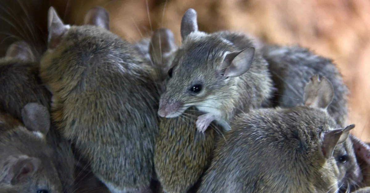 ruyada fare gormek ne anlama gelir ruyada fare oldurmek fare tarafindan isirilmak nasil yorumlanir ruya tabirleri ruya tabirleri haberleri