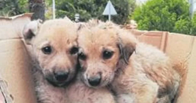 Kanala düşen yavrular kurtarıldı