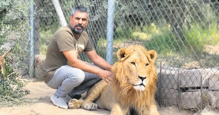 Ormanlar kralıyla bir kedi gibi oynadı