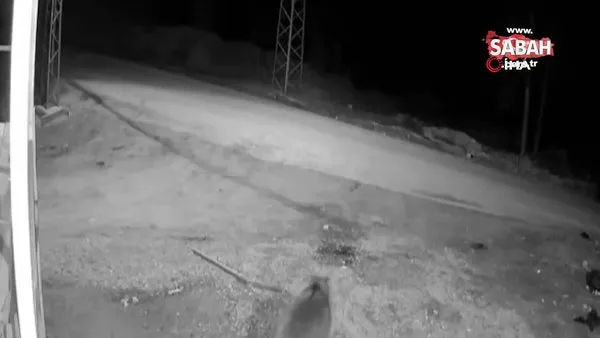 Ayı saldırılarından bıkan muhtar çareyi kamera kurmakta buldu | Video