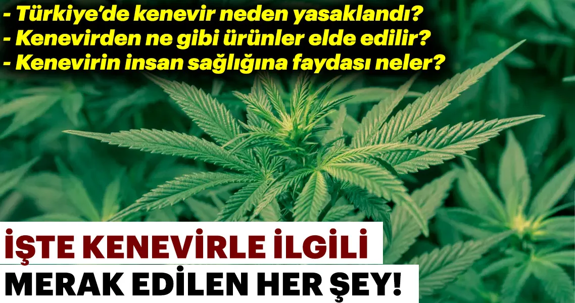 Kenevir Nedir Kenevir In Faydalari Nelerdir Turkiye De Kenevir Uretimi Yapilabilir Mi Galeri Yasam