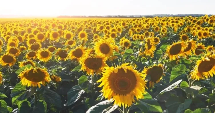 Aydın ve Sivas’ta ayçiçeği sevinci